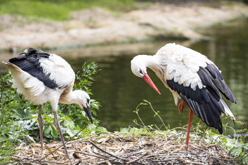 Storch