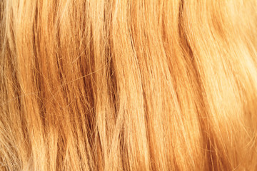 Naklejka premium Blonde hair