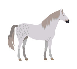 Horse Vector Illustration in Flat Design