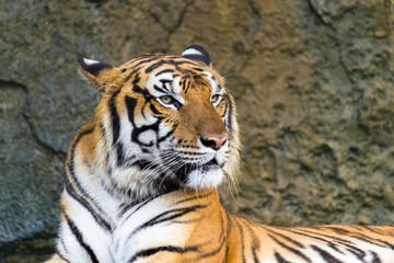 Profile of a tiger staring forward