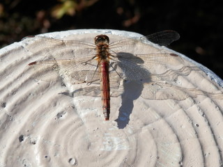 トンボ © misumaru51shingo