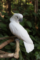 Cockatoo bird perching on small log