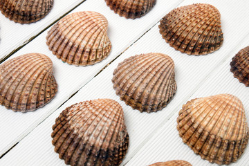 several clam shells isolated