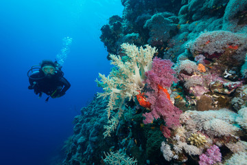 Fototapeta na wymiar Woman diver explores the soft corals on the Fury Shoals reef, Re