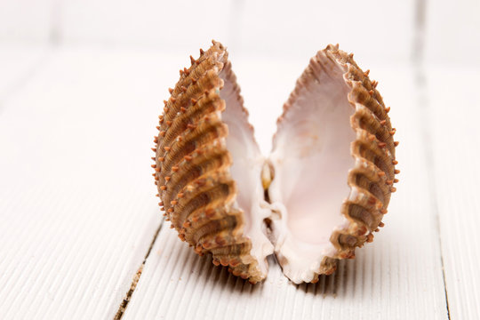 clam shell isolated