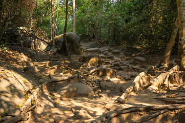 Rainforest in Cambodia