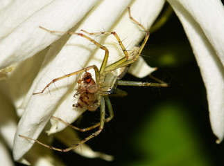Slender Crab Spider (Tibellus) with a prize catch on jasmine petals. Eight eyed beating the compound eyed.