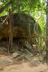 Rain forest in Cambodia