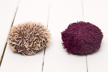sea urchin on white