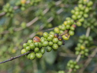 green coffee beans in the coffee farm