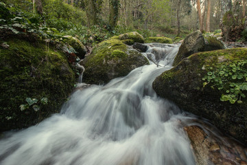 Healthy forest river