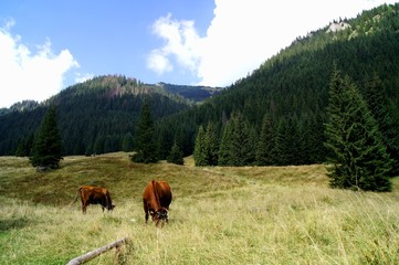 Wypas krów © dawid_s89