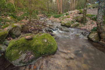 Healthy forest river