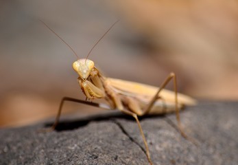Isolated Praying mantis in foreground on rock