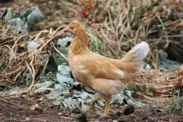 Рыжая молодая курица, пасущаяся на огороде осенью.