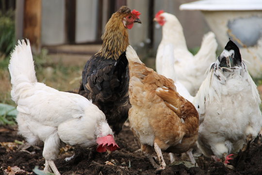 Белые, черные и разноцветные курицы, пасущиеся на огороде осенью.