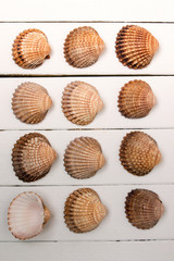 several clam shells isolated