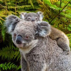 Gebürtiges Tier des australischen Koalabären mit Baby
