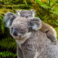Crédence de cuisine en verre imprimé Koala Ours koala australien animal indigène avec bébé