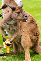 Close-up on a kangaroo eating a banana with a funny face