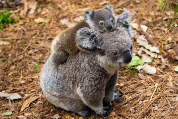 Fotobehang Koala Australische koalabeer inheems dier met baby