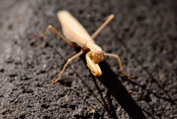 Praying mantis with its shade on rock