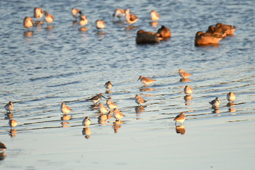 Fototapeta premium Aethia pusilla
