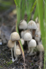 Mushrooms (Coprinus disseminatus) on a stump