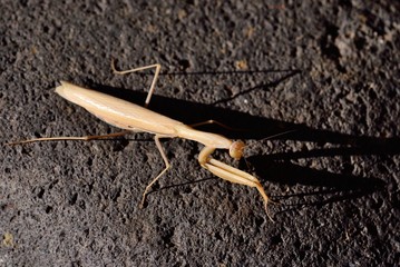 Praying mantis with its shade on rock