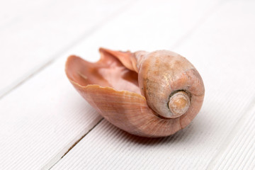 Cymbiola seashell