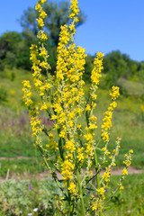 Great mullein (Verbascum thapsus) on the meadow