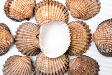several clam shells isolated