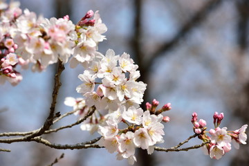 Cherry blossom