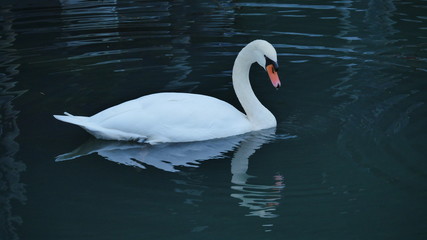 Fototapeta premium Sich spiegelnder Schwan zur blauen Stunde