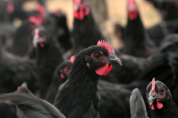 Poules noires