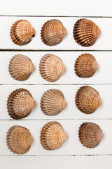 several clam shells isolated