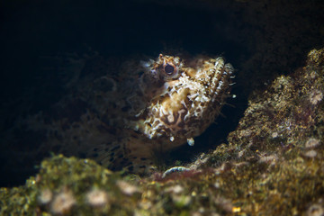 Red scorpionfish (Scorpaena scrofa)