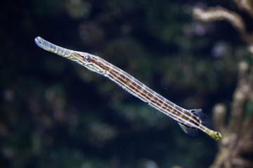 Obraz na płótnie Canvas Chinese trumpetfish (Aulostomus chinensis).