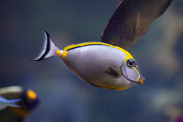 Fototapeta premium Orange-spine unicornfish (Naso lituratus)