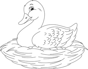 Search photos Category Animals > Birds > Ducks