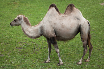 Bactrian camel (Camelus bactrianus).
