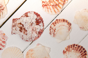 mixed seashells on white