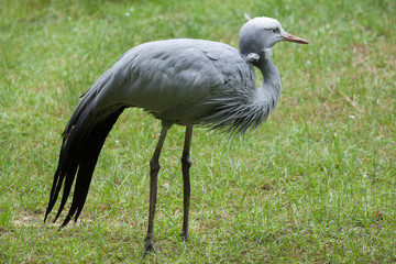 Blue crane (Grus paradisea).