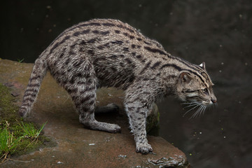 Naklejka na ściany i meble Fishing cat (Prionailurus viverrinus).