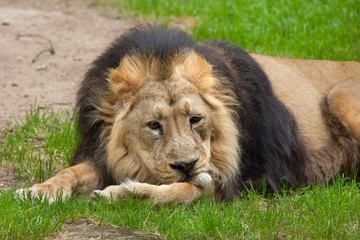 Asiatic lion (Panthera leo persica).