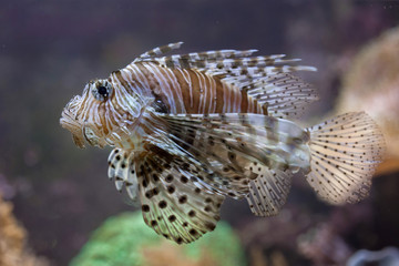 Red lionfish (Pterois volitans).