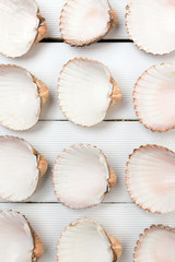 several clam shells isolated