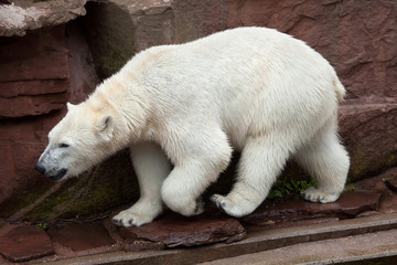 Polar bear (Ursus maritimus).