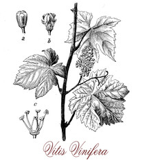 Vitis vinifera or common grape vine, botanical vintage engraving.The berry is known as grape, can be green or purple, it is eaten fresh or processed to make wine or dried to produce raisins. 