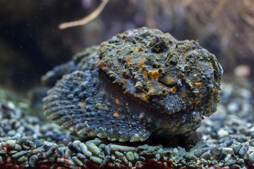 Reef stonefish (Synanceia verrucosa).